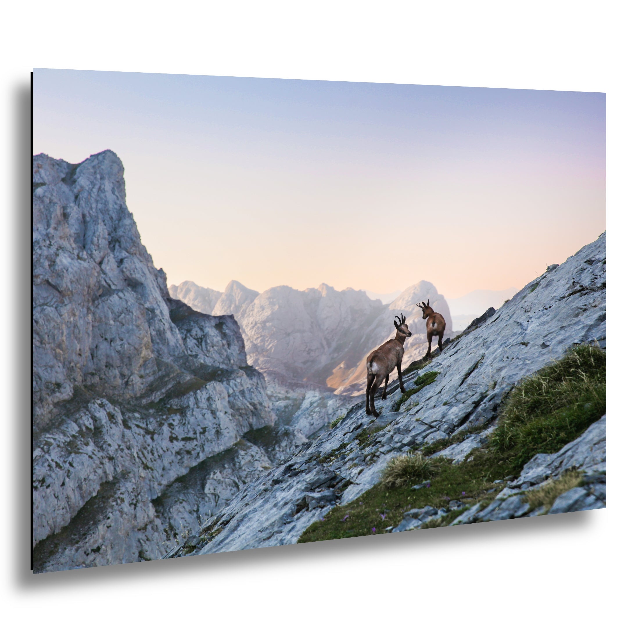 Mountain deers in Picos de Europa National Park, Spain, Asturias