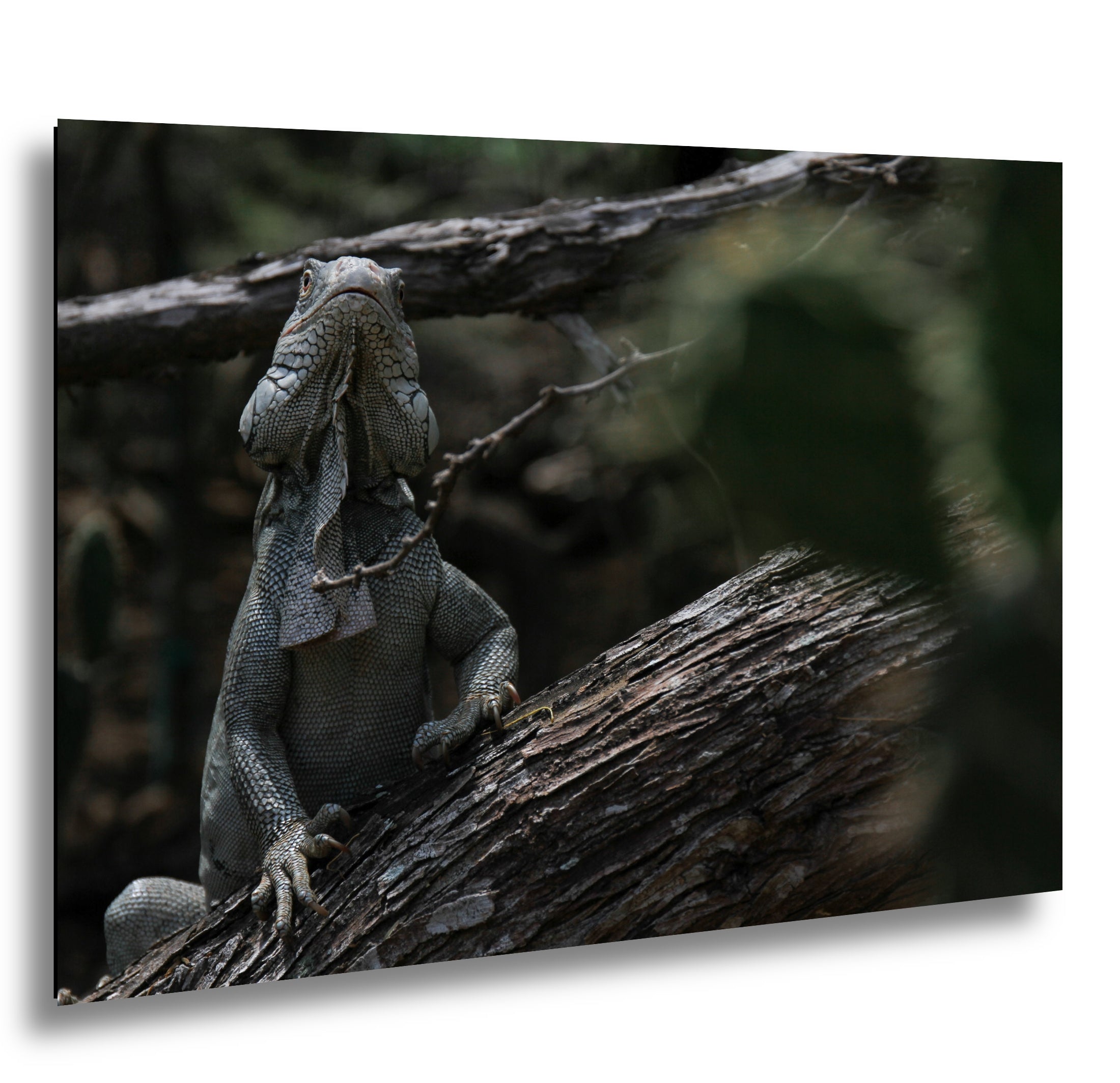 Iguana and cactus in Bonaire Washington Slagbaai National Park Photography Print