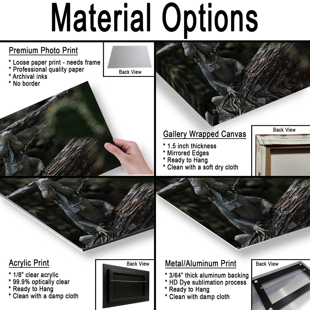 Iguana and cactus in Bonaire Washington Slagbaai National Park Photography Print