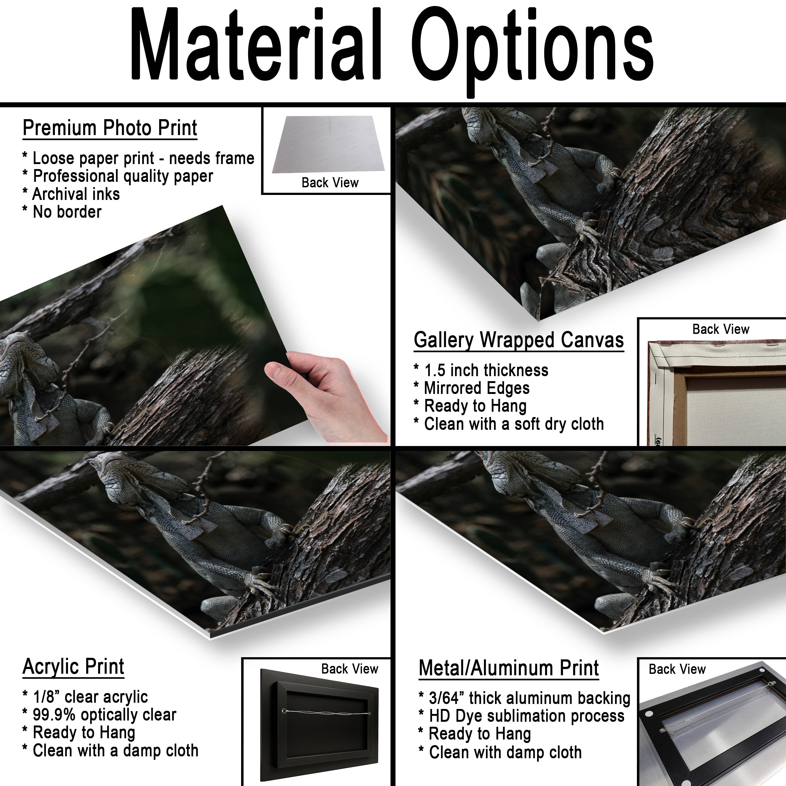 Iguana and cactus in Bonaire Washington Slagbaai National Park Photography Print